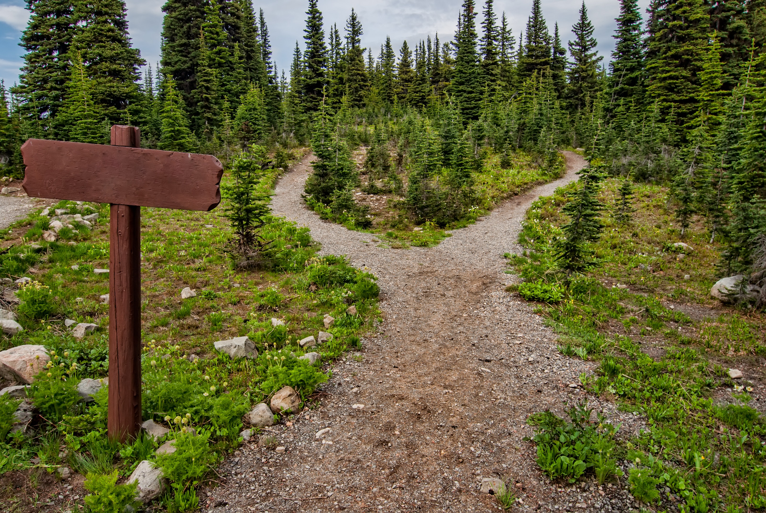photo-of-pathway-surrounded-by-fir-trees-1578750