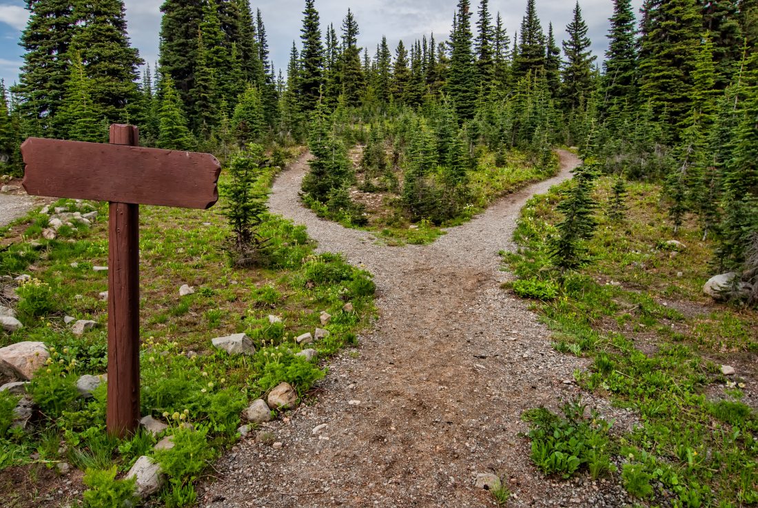 photo-of-pathway-surrounded-by-fir-trees-1578750
